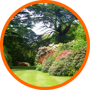 Tree & Shrub Care